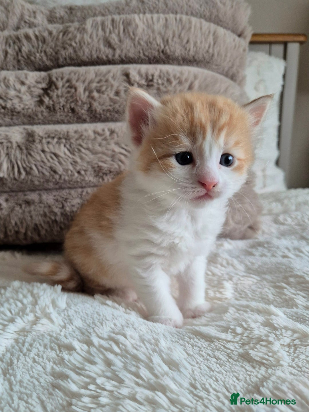 Mixed Breed cats for sale: Ragdoll × Siberian Neva Masquerade Kittens - Image 3