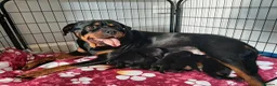 Rottweiler dogs for sale: Rottweiler puppies - Advert 2