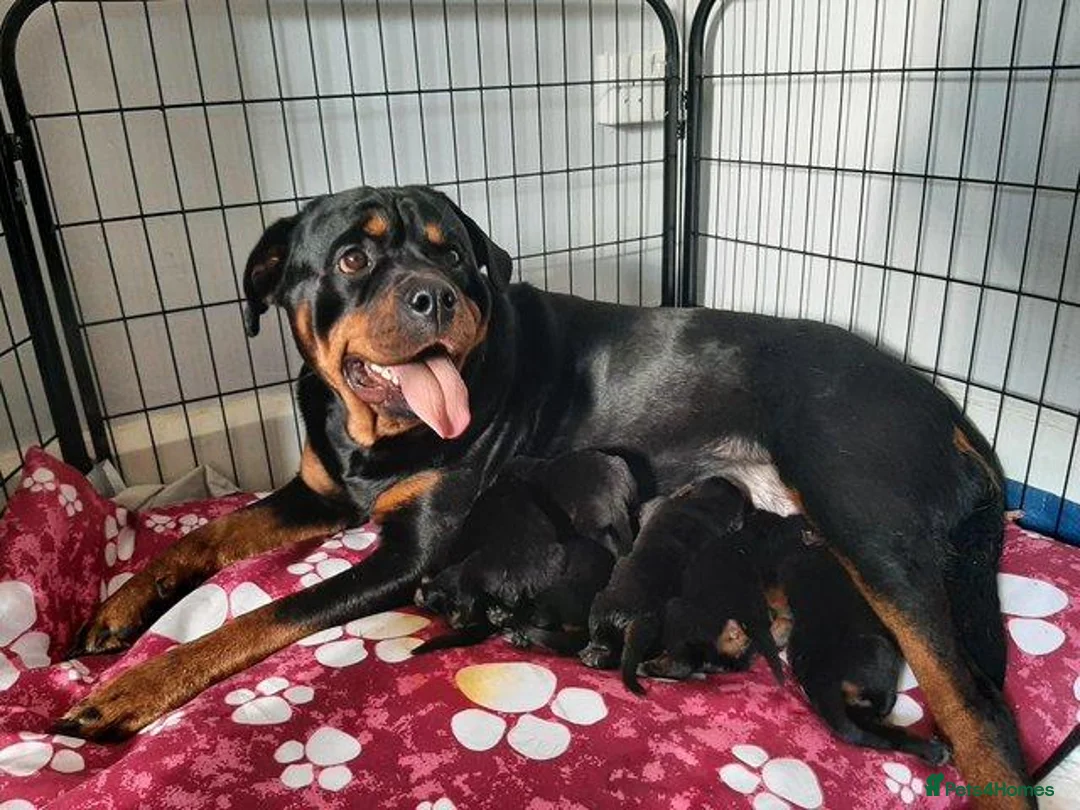 Rottweiler dogs for sale: Rottweiler puppies - Advert 2