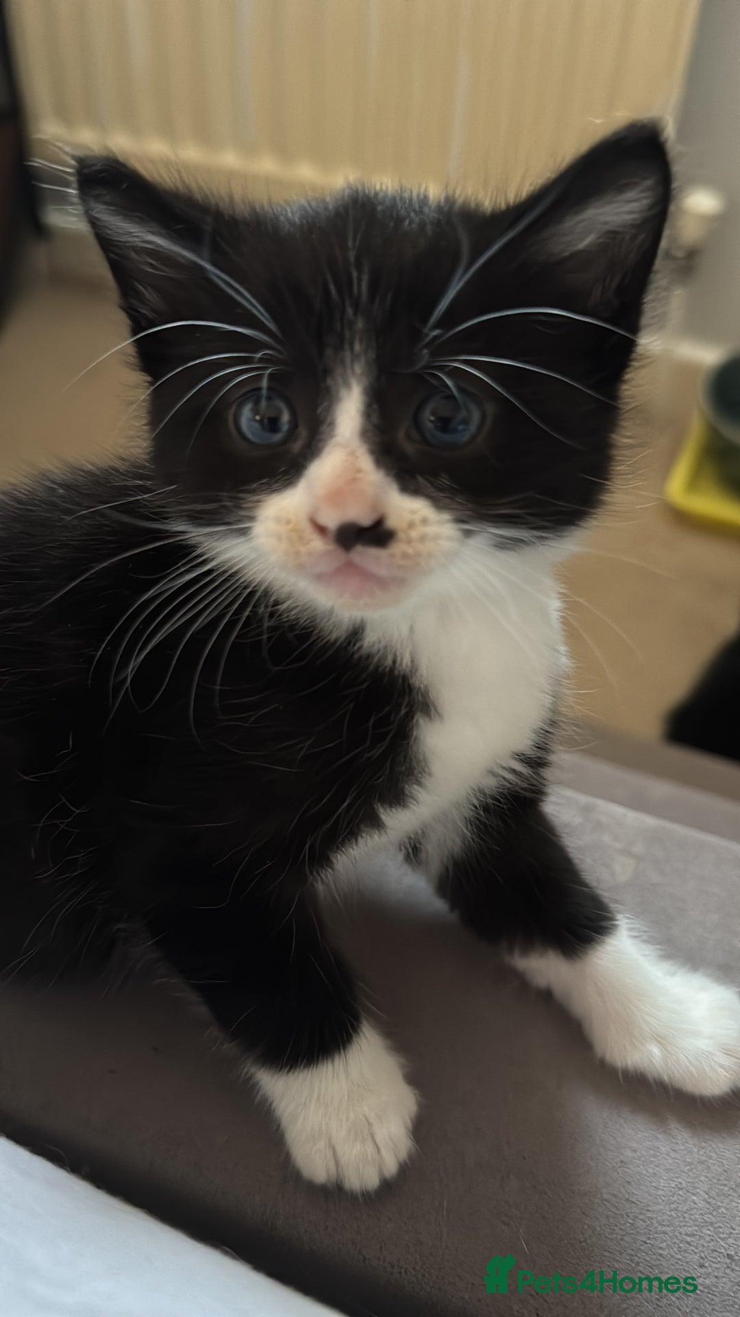 Domestic Shorthair cats for sale: 3 lovely black and white kittens - Image 5