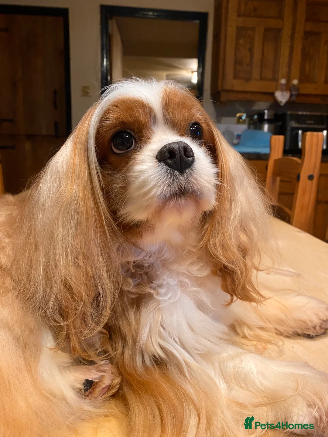Cavalier King Charles Spaniel dogs for stud: Stunning Imported Cavalier Stud, Health Tested.  in Market Drayton - Advert 1