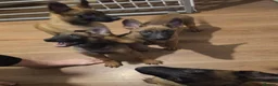 Belgian Shepherd Dog dogs for sale: Belgian Malinois Puppies for Sale- 11 weeks old - Advert 8