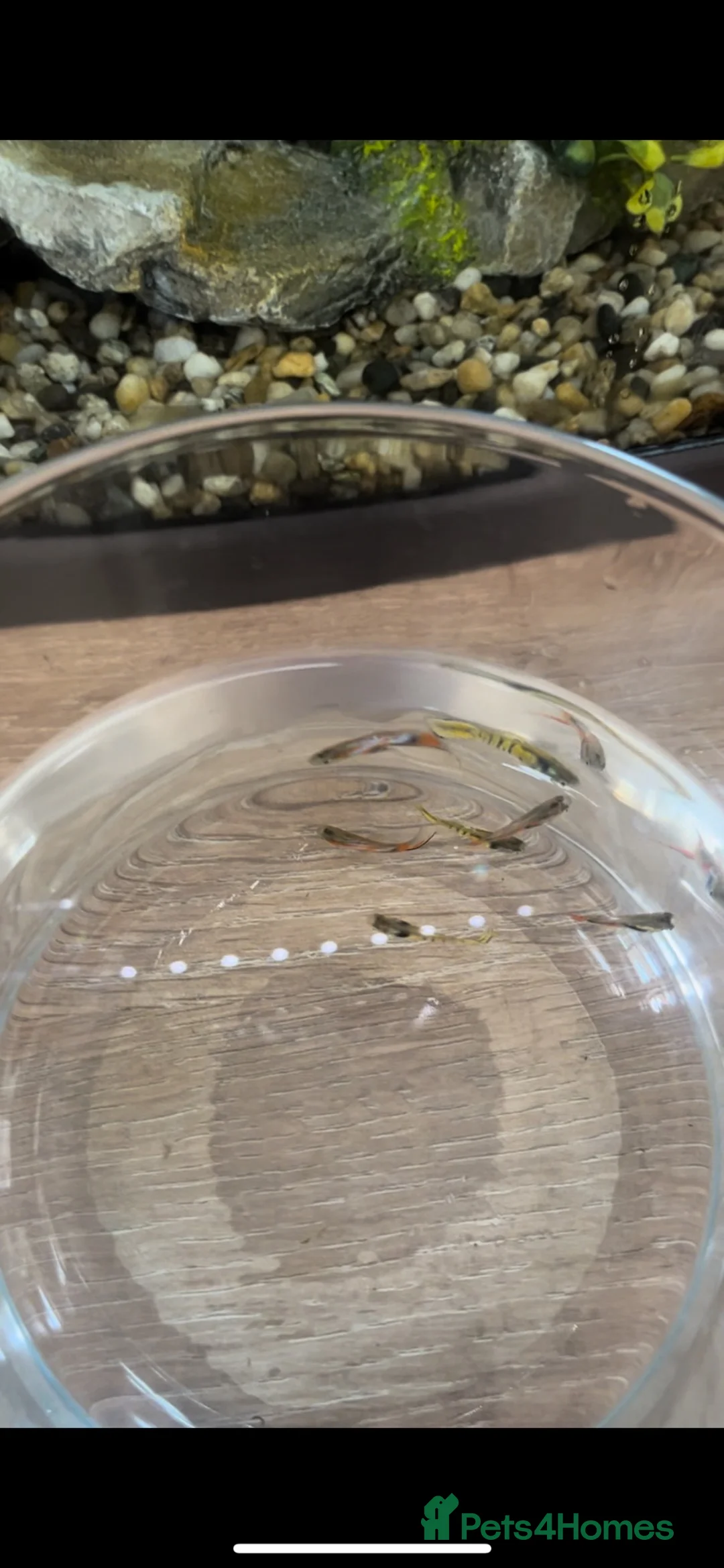 Other/Mixed Breed fish for sale: Endler Guppies in Harwich - Advert 2