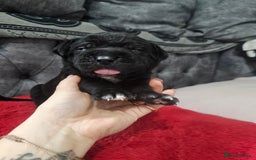 Cane Corso dogs for sale: Cane corso pups  - Image 5