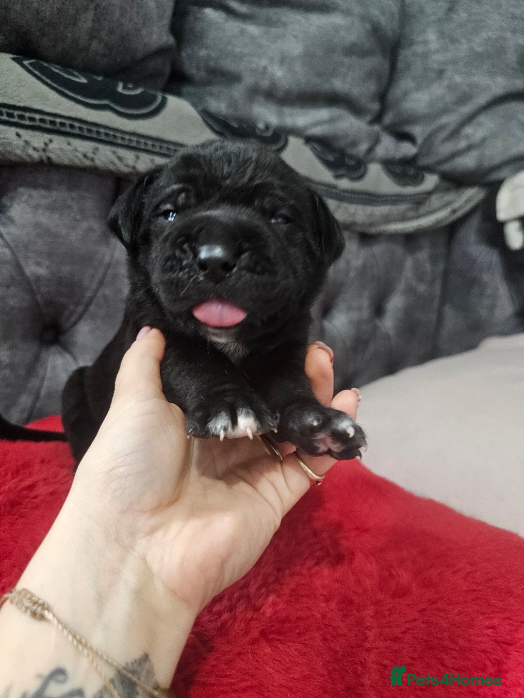 Cane Corso dogs for sale: Cane corso pups  - Image 5