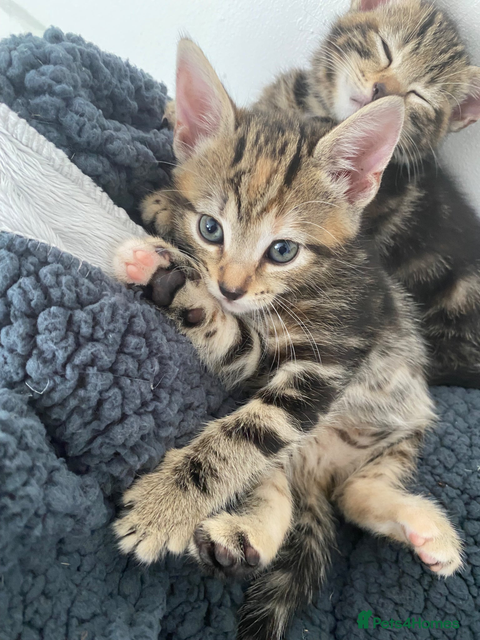 Mixed Breed cats Last two female bengal x ASH x Bombaykittens 🐱 - Advert 4