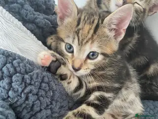Mixed Breed cats Last two female bengal x ASH x Bombaykittens 🐱 - Advert 4