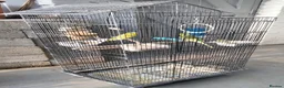 Budgerigars birds for sale: Beautiful 2x male budgies with Extra large Cage in London - Advert 10