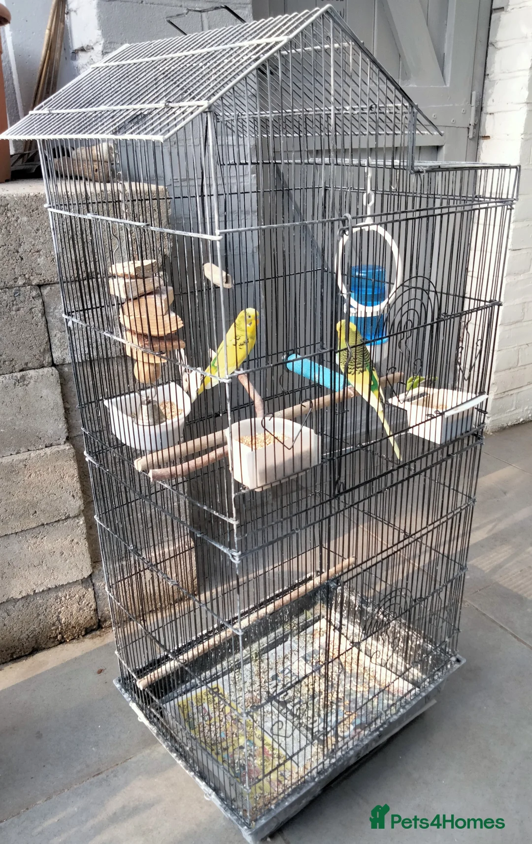 Budgerigars birds for sale: Beautiful 2x male budgies with Extra large Cage in London - Advert 10