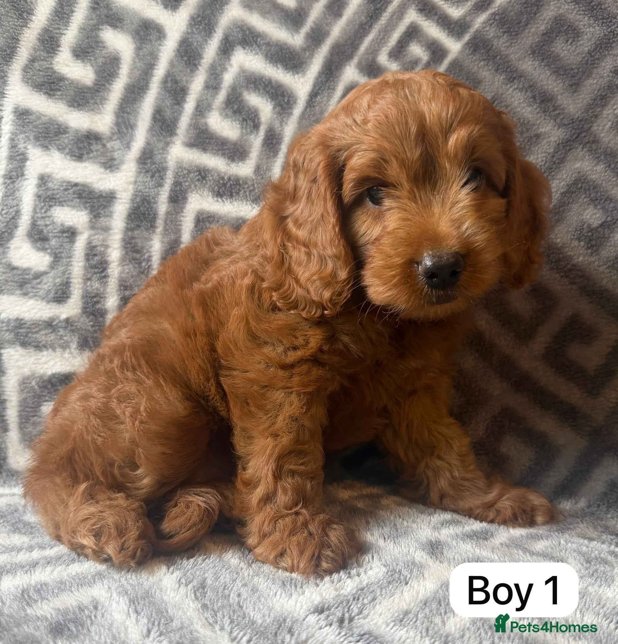 Cockapoo dogs F1 Toy Cockapoos READY NOW  - Advert 3