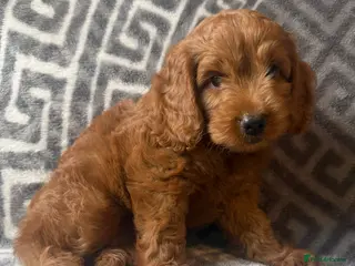 Cockapoo dogs F1 Toy Cockapoos READY NOW - Advert 9