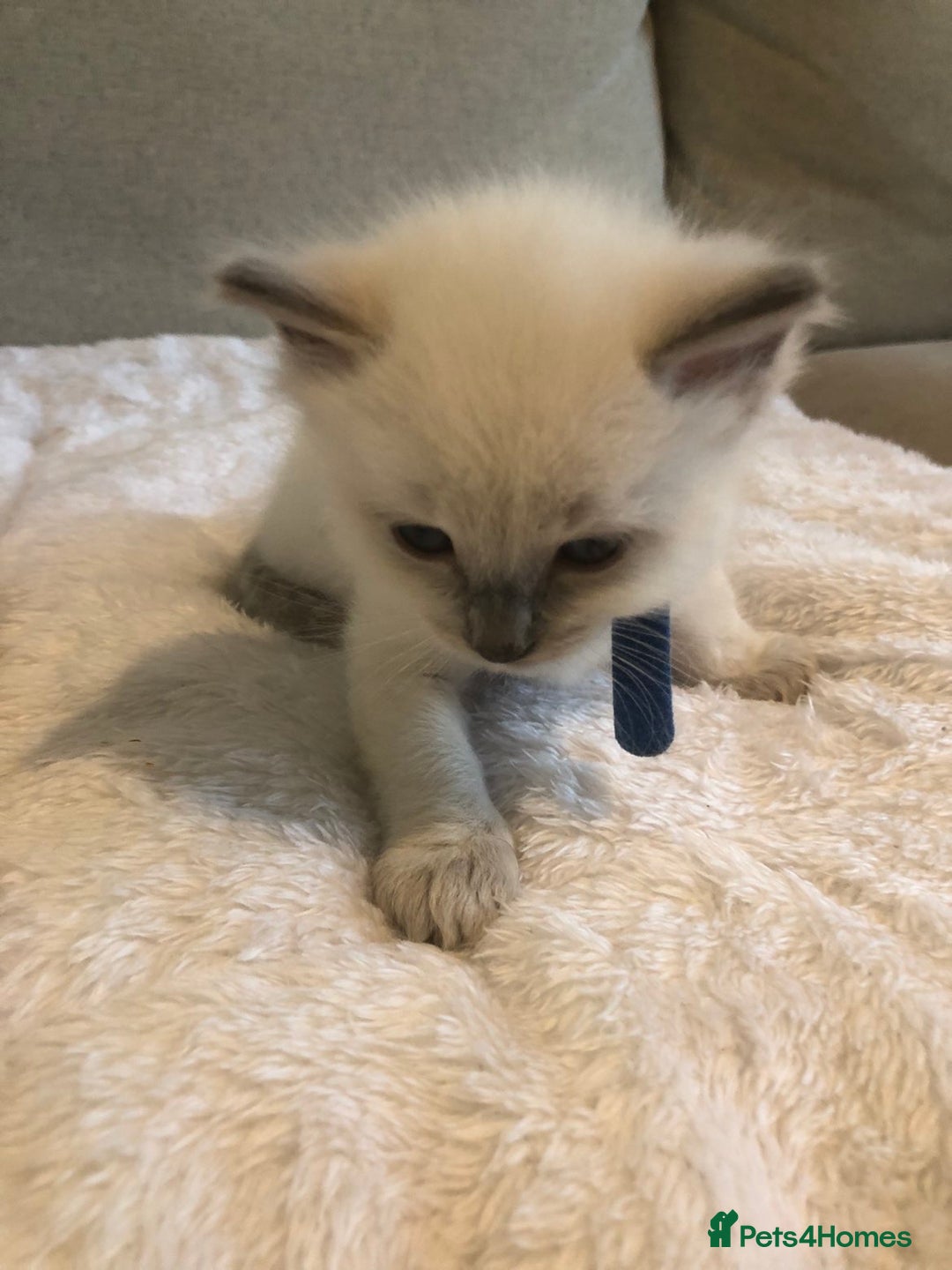 Ragdoll cats for sale: 🐾 1 Ragdoll Kitten (F) Left! - Parents GCCF 🐾 - Advert 27