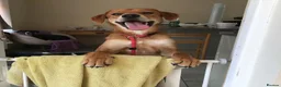 Mixed Breed dogs for adoption: Charlie is looking for a perfect home  in Hayling Island - Advert 2