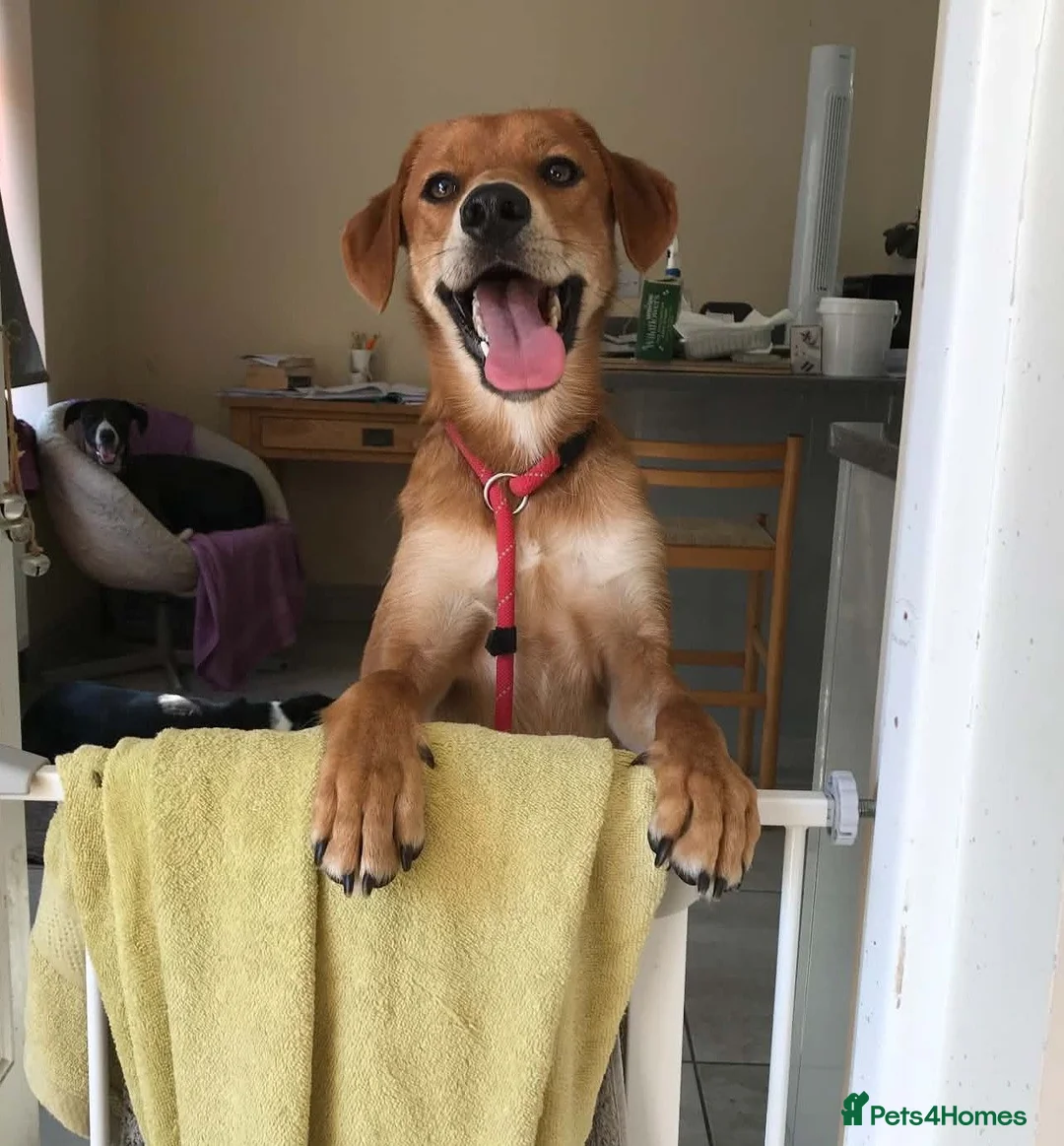 Mixed Breed dogs for adoption: Charlie is looking for a perfect home  in Hayling Island - Advert 2