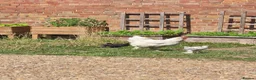 Chickens poultry for sale: Hatching eggs for sale - Advert 4