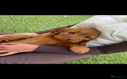 Cockapoo dogs for sale: Red Cockerpoo Puppies - Image 1