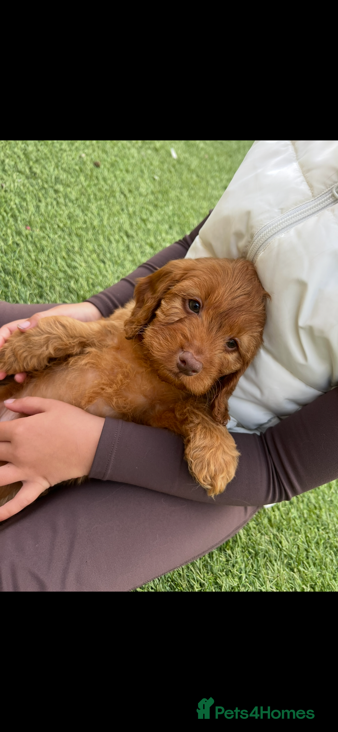 Cockapoo dogs for sale: Red Cockerpoo Puppies - Image 1