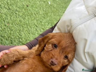 Cockapoo dogs - Advert 14