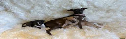 Italian Greyhound dogs for sale: ✨ KC Registered Italian Greyhound puppies ✨ - Advert 14