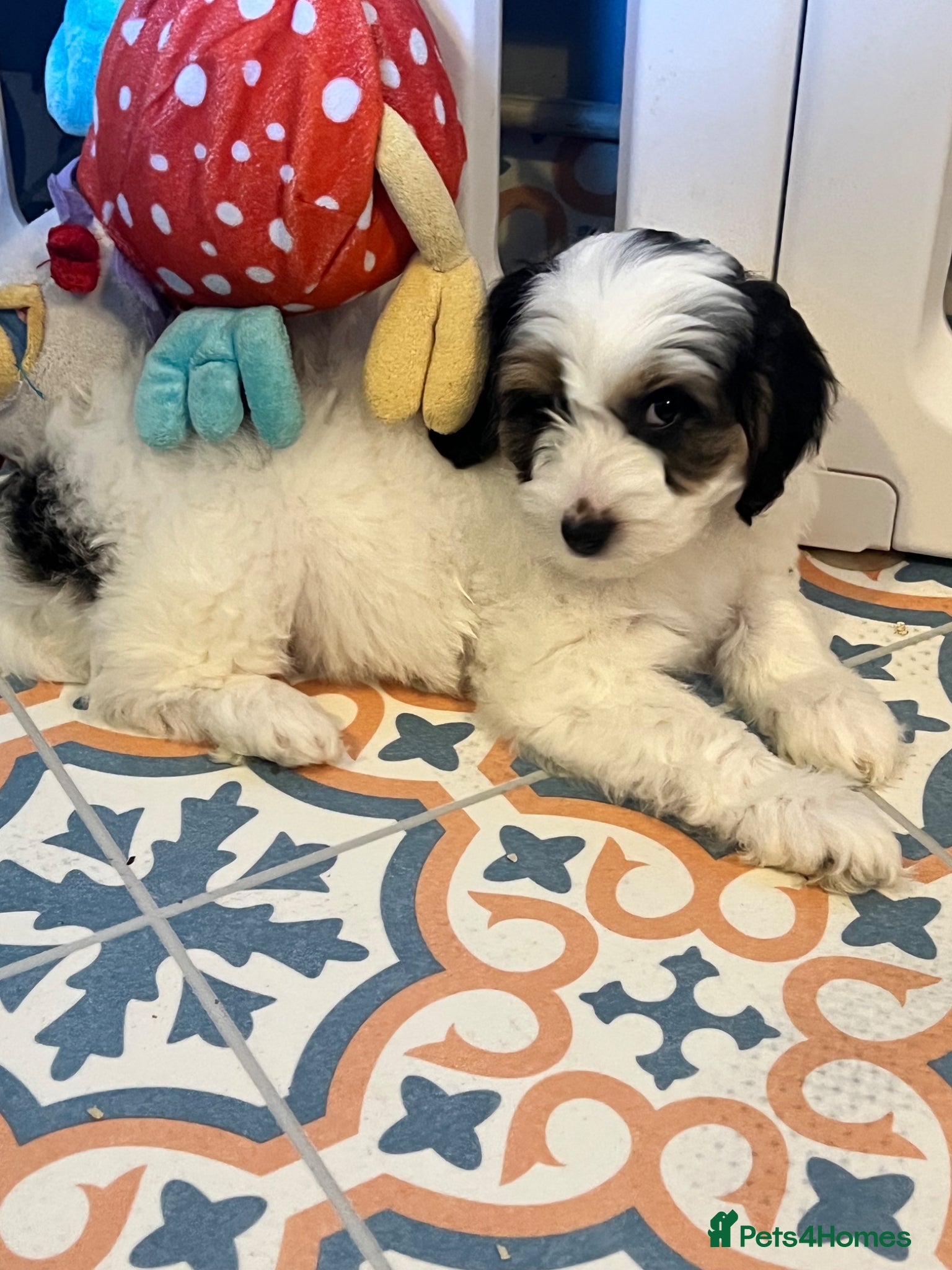 Australian Labradoodle dogs Ready to go health tested vaccinated gorgeous 🐶 - Advert 2