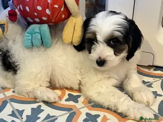 Australian Labradoodle dogs Ready to go health tested vaccinated gorgeous 🐶 - Advert 2