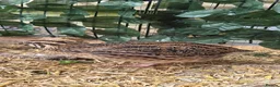 Quail poultry for sale: 4 female and 1 male quail house cage full set up in Lincoln - Advert 11