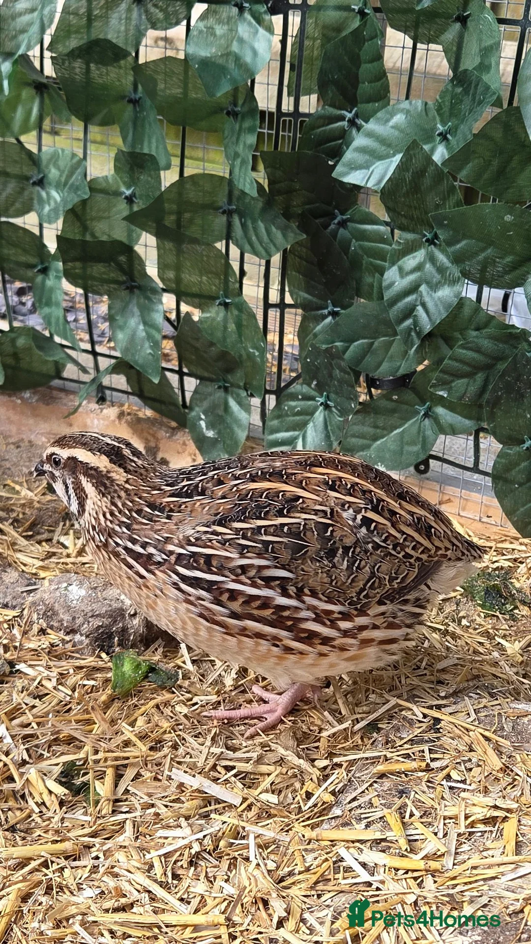 Quail poultry for sale: 4 female and 1 male quail house cage full set up in Lincoln - Advert 11
