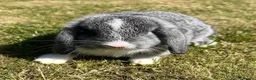 Mini Lop rabbits for sale: Beautiful Mini Lops - Advert 14
