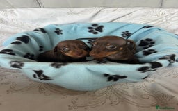 Dachshund dogs for sale: DACHSHUND PUPPIES  - Image 2