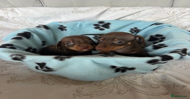 Dachshund dogs - Advert 15