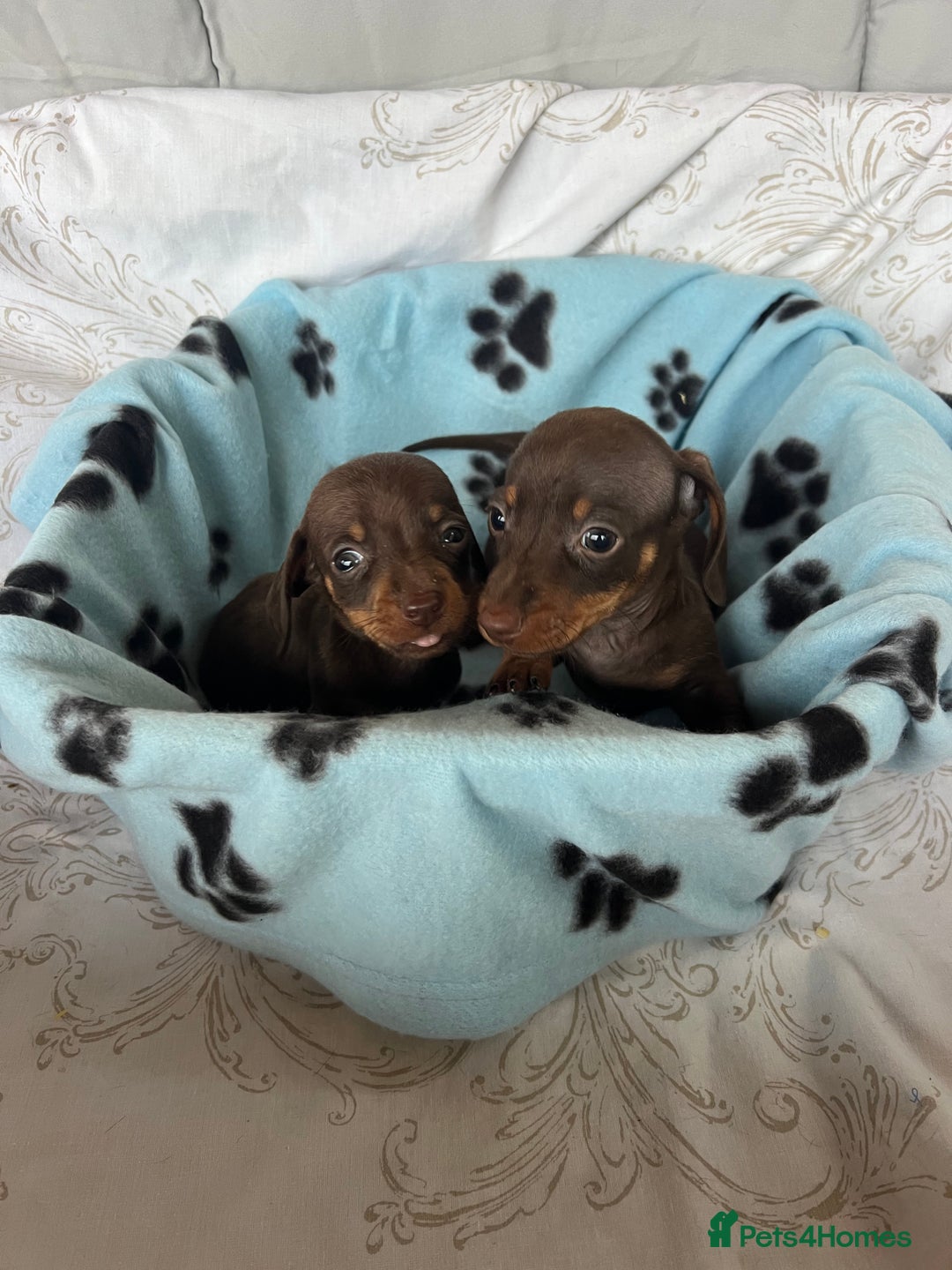 Dachshund dogs for sale: DACHSHUND PUPPIES  - Image 2