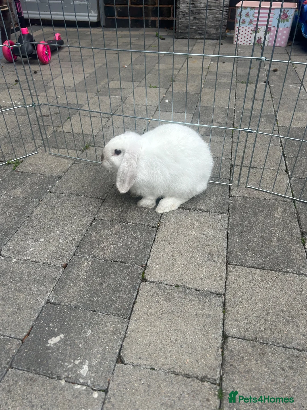 Mini Lop rabbits for sale: Lop eared bunny in Birmingham - Advert 4