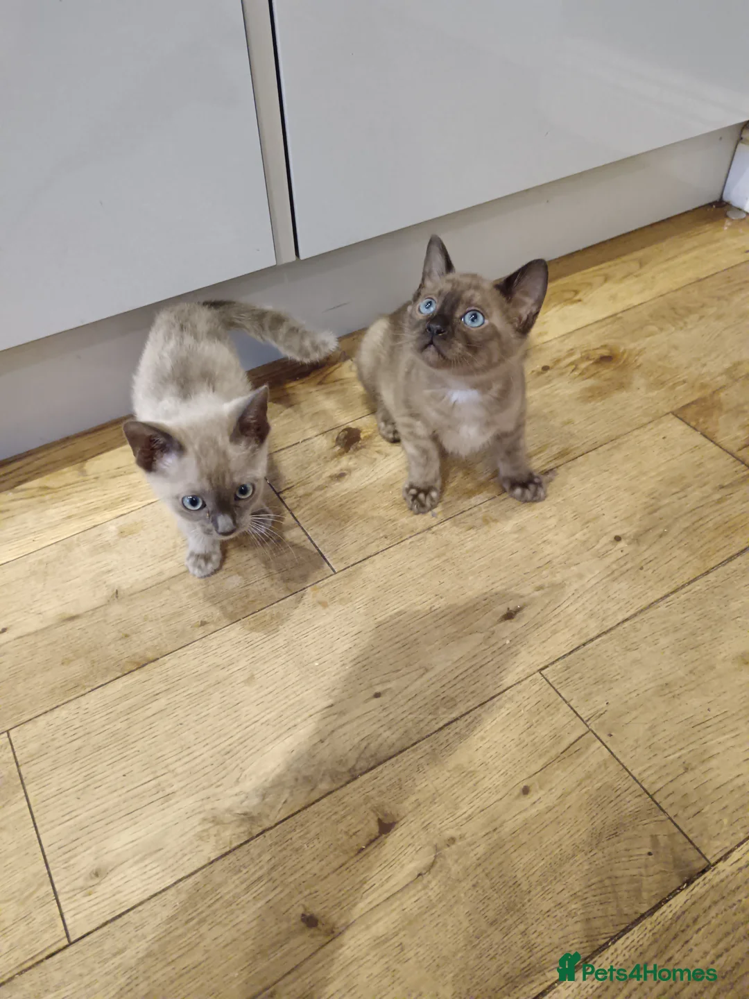 Bengal cats for sale: Tica RG Blue lynx - Advert 9