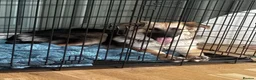Mixed Breed dogs for sale: Kali  in Gloucester - Advert 2