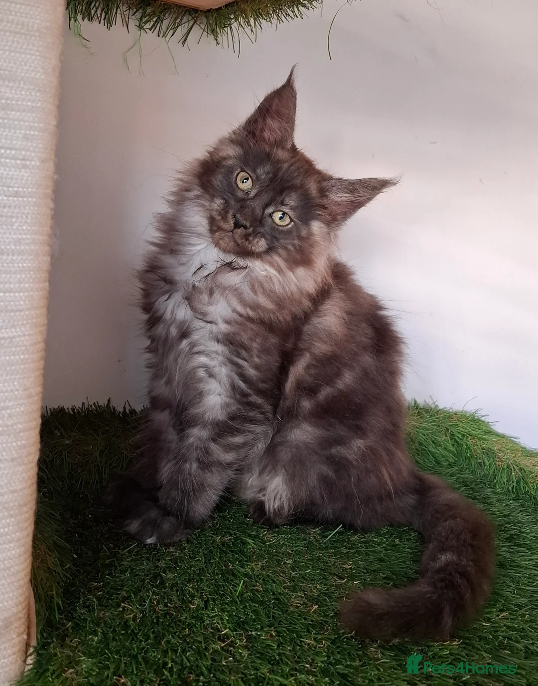 Maine Coon cats for sale: Pedigree Maine Coon Kitens - Advert 2