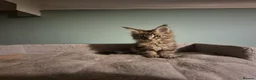 Maine Coon cats for sale: Fluffy Maine Coon kittens - Advert 11