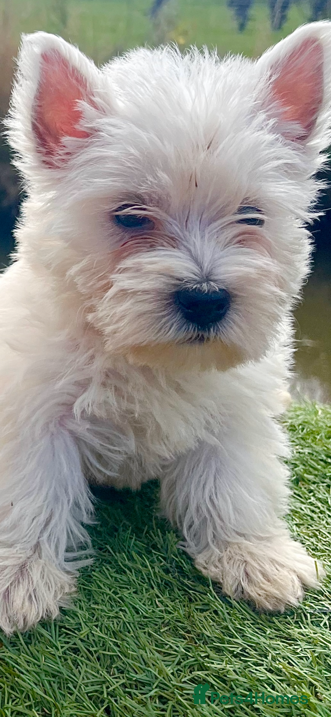 West Highland Terrier dogs for sale: Pedigree Westie puppies  - Advert 3