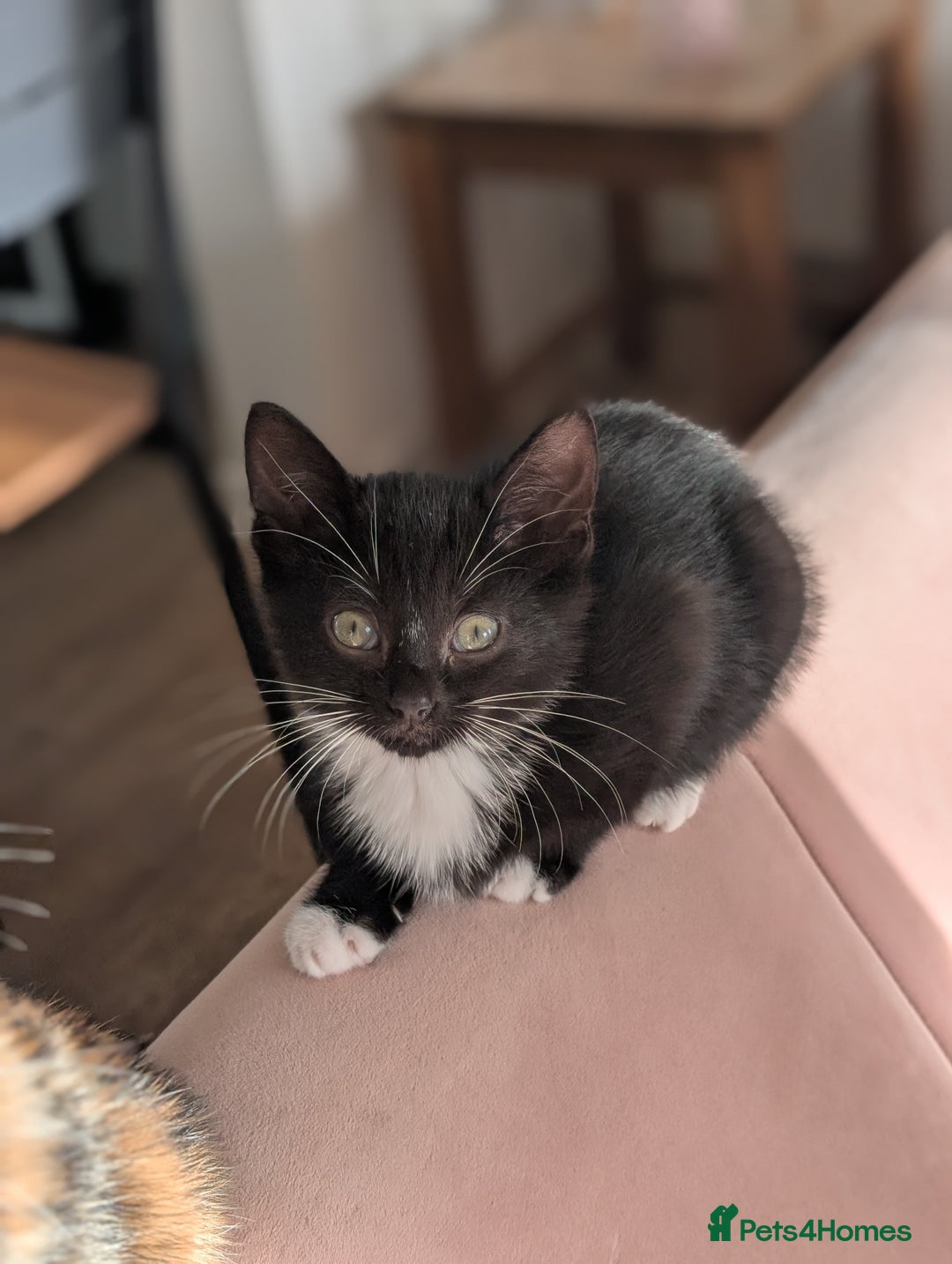 Mixed Breed cats for sale: Calico and Black& white kittens 1x female 1x male  - Advert 5