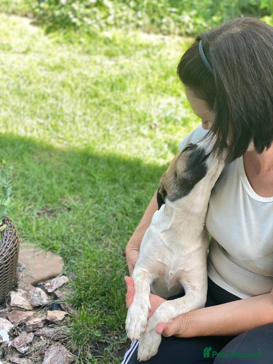 Mixed Breed dogs for adoption: 💖🐶 ZAYKA 🐶💖 - Advert 29