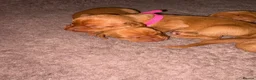 Hungarian Vizsla dogs for sale: Outstanding KC Registered Hungarian Vizsla Puppies - Advert 4