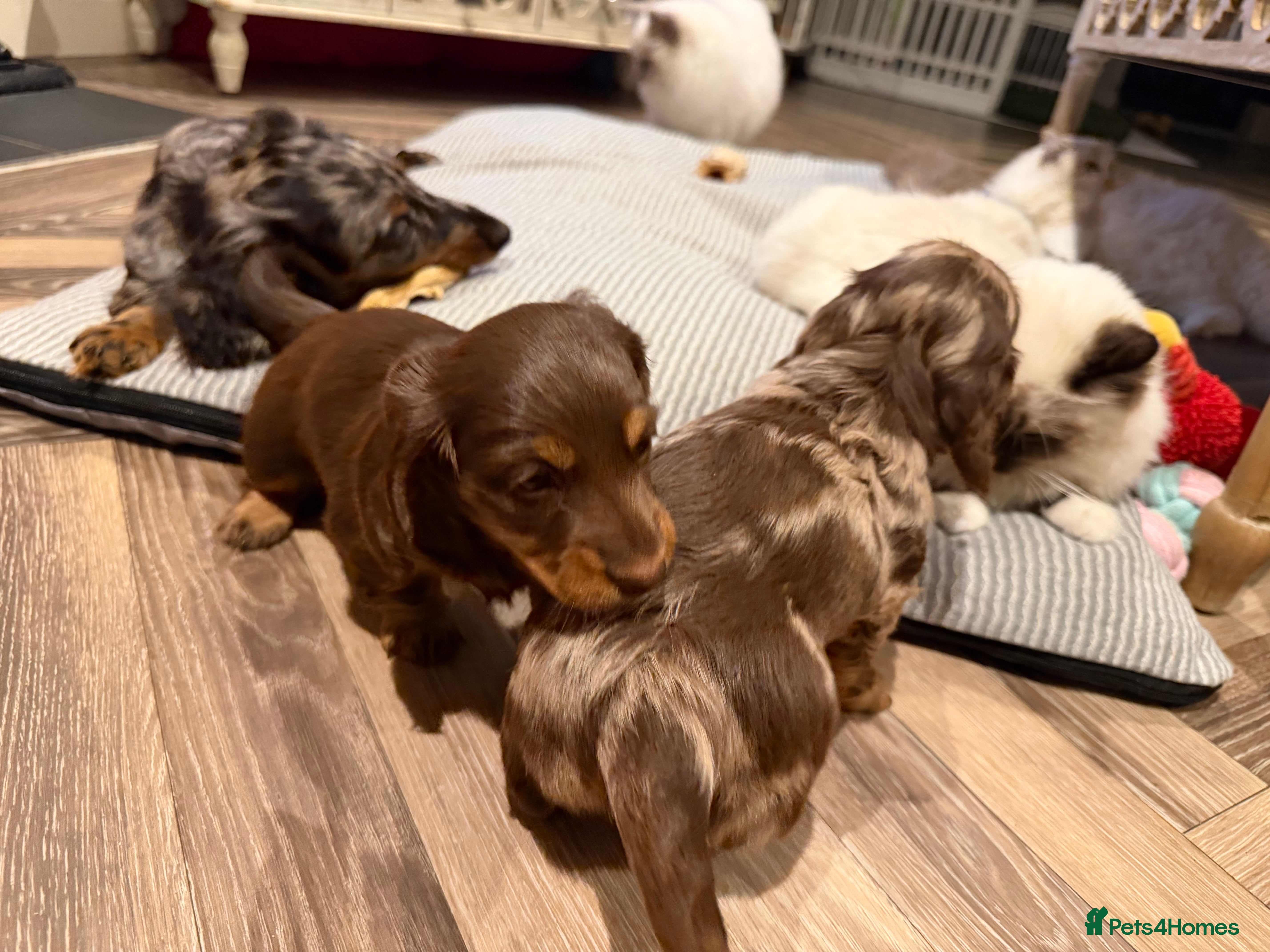 Miniature Dachshund dogs Long haired miniature dachshund pups - Advert 15