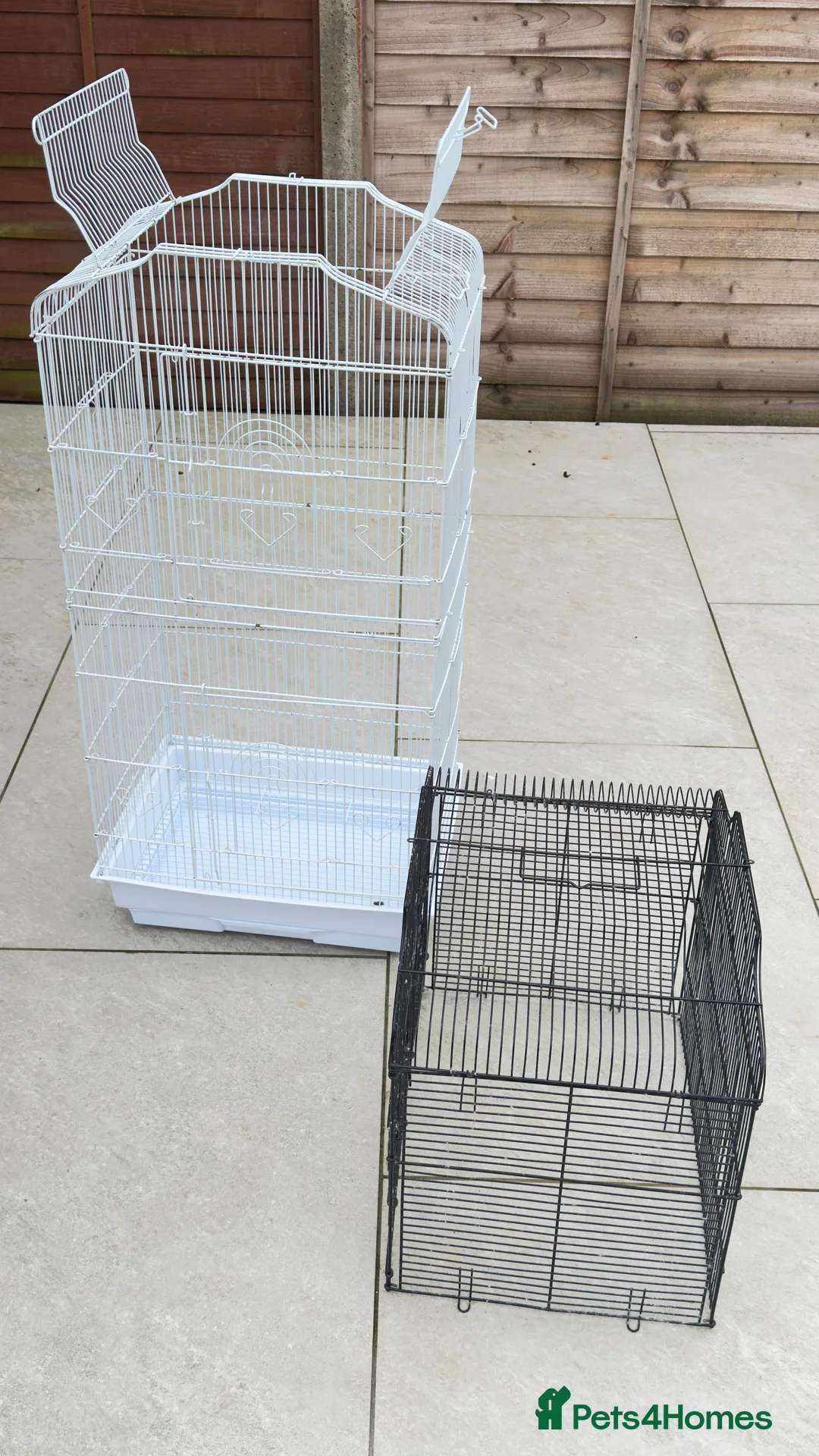 Conures birds for sale: Pair Conure - Advert 6