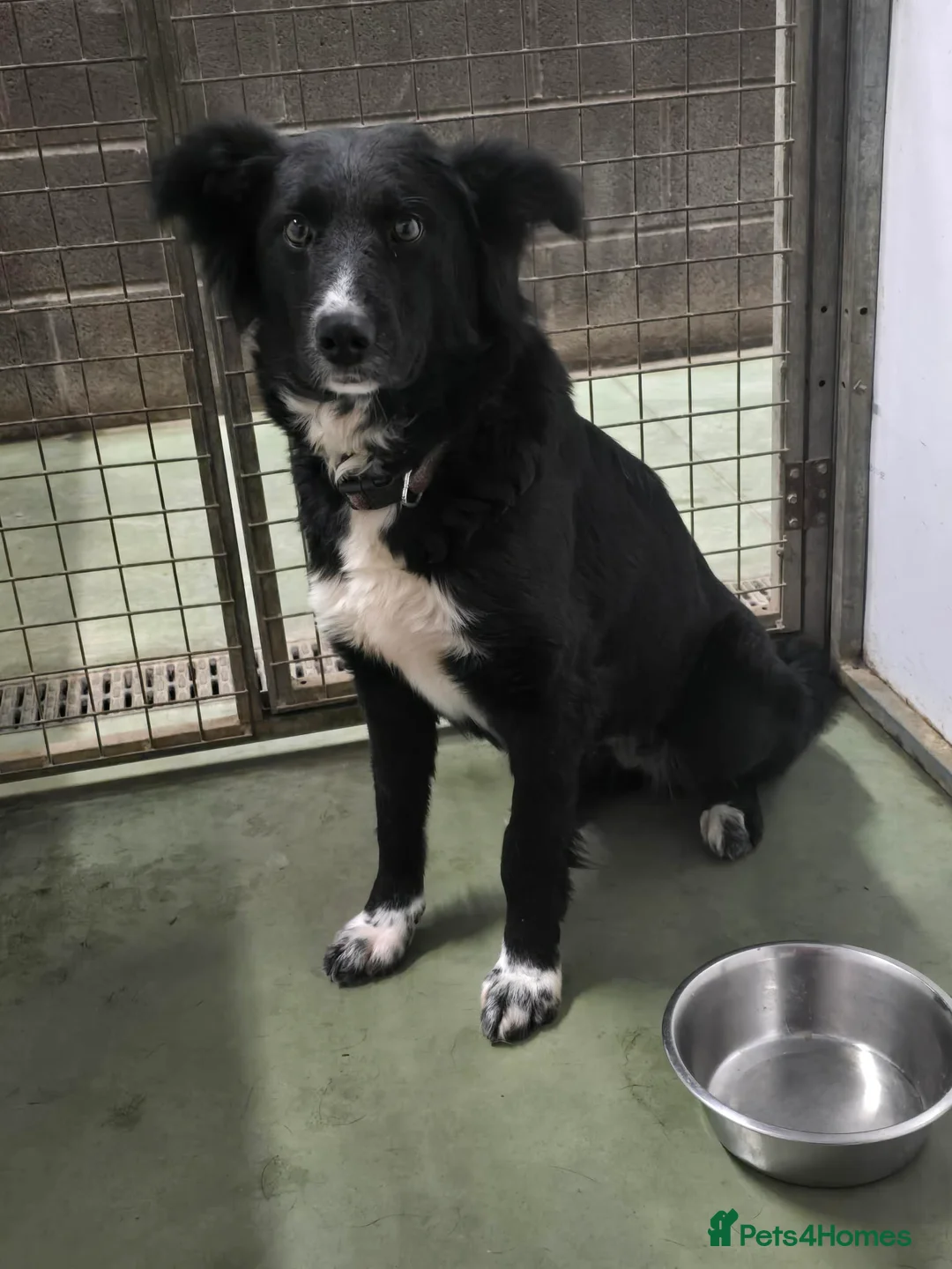 Mixed Breed dogs for adoption: DORA  - Advert 4