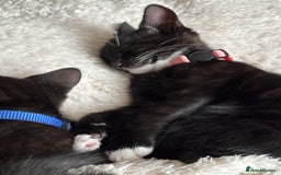 Mixed Breed cats for sale: Two kittens to go to a good home - Image 3
