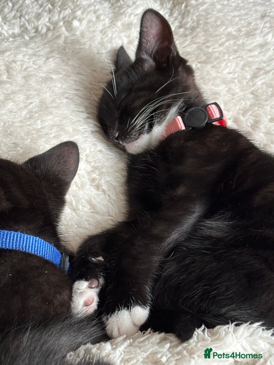 Mixed Breed cats for sale: Two kittens to go to a good home - Image 3