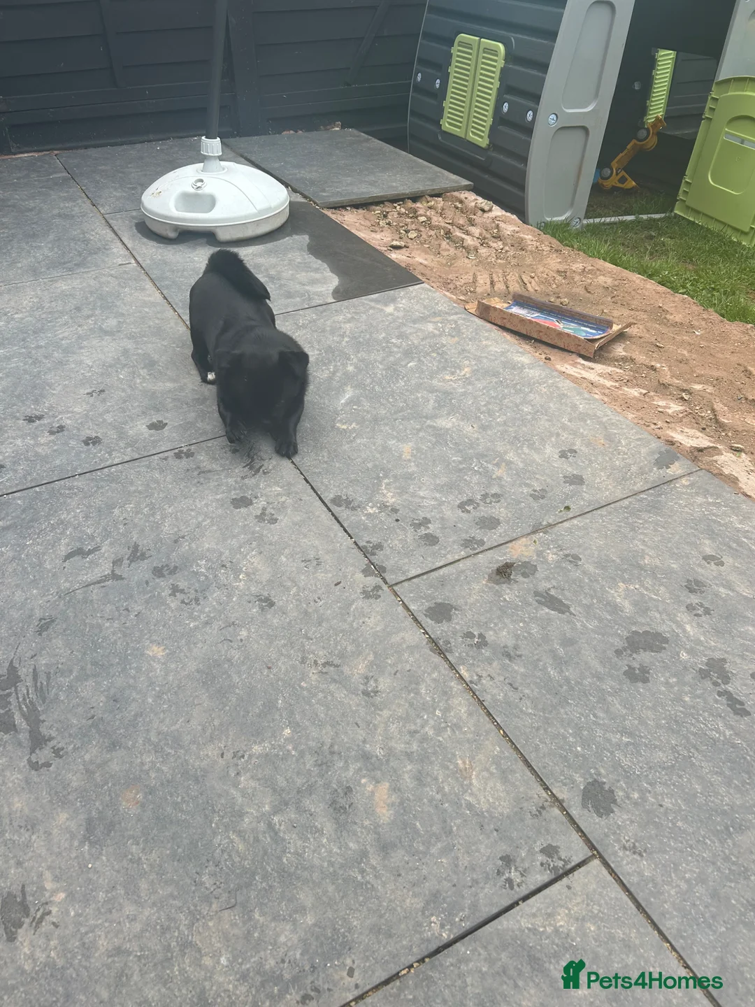 Mixed Breed dogs for sale: Pug cross Pomeranian male in Ledbury - Advert 7