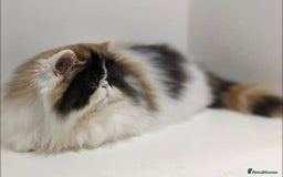 Persian cats for sale: Active Persian queen for rehoming 🩷 - Image 2