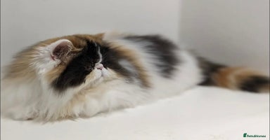 Persian cats - Advert 1
