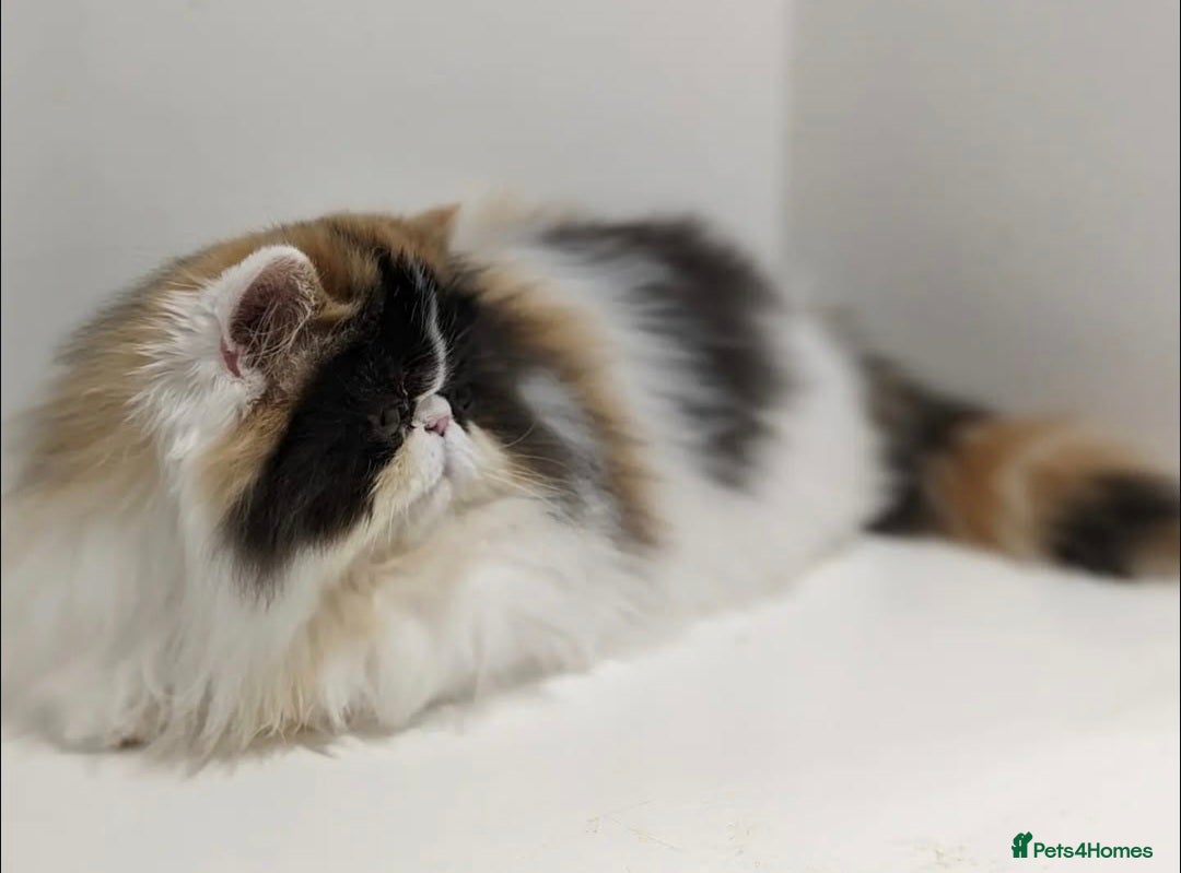 Persian cats for sale: Active Persian queen for rehoming 🩷 - Image 2