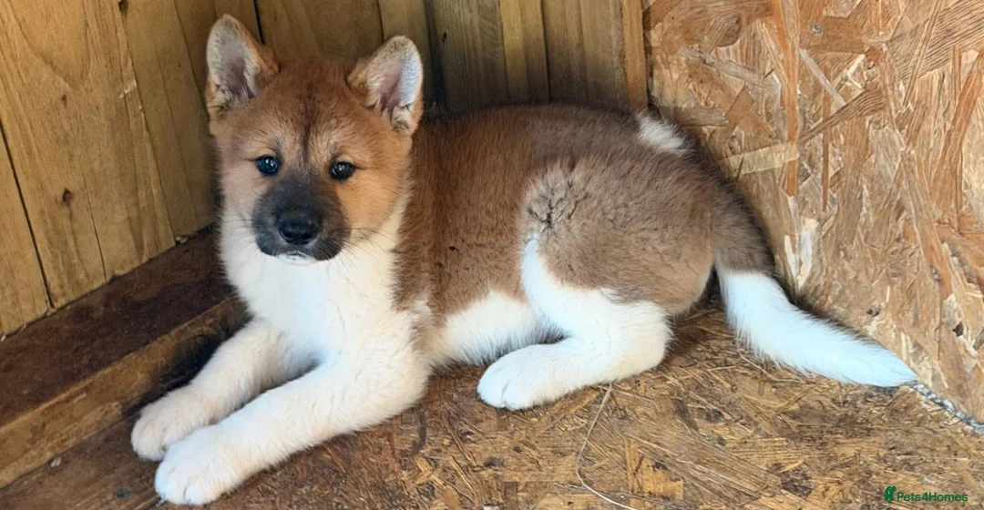 Akita dogs for sale: Full Bread American Akita  in Alness - Advert 2
